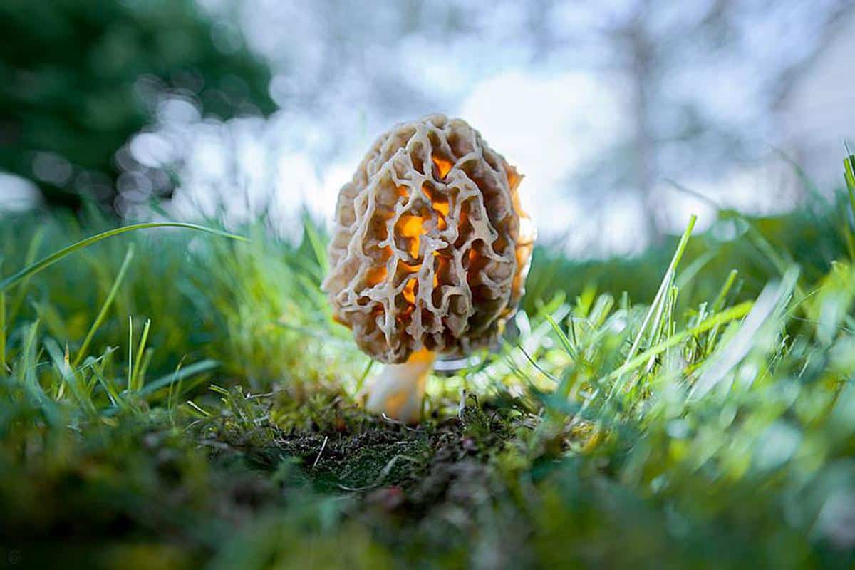 gucchi mushroom benefits