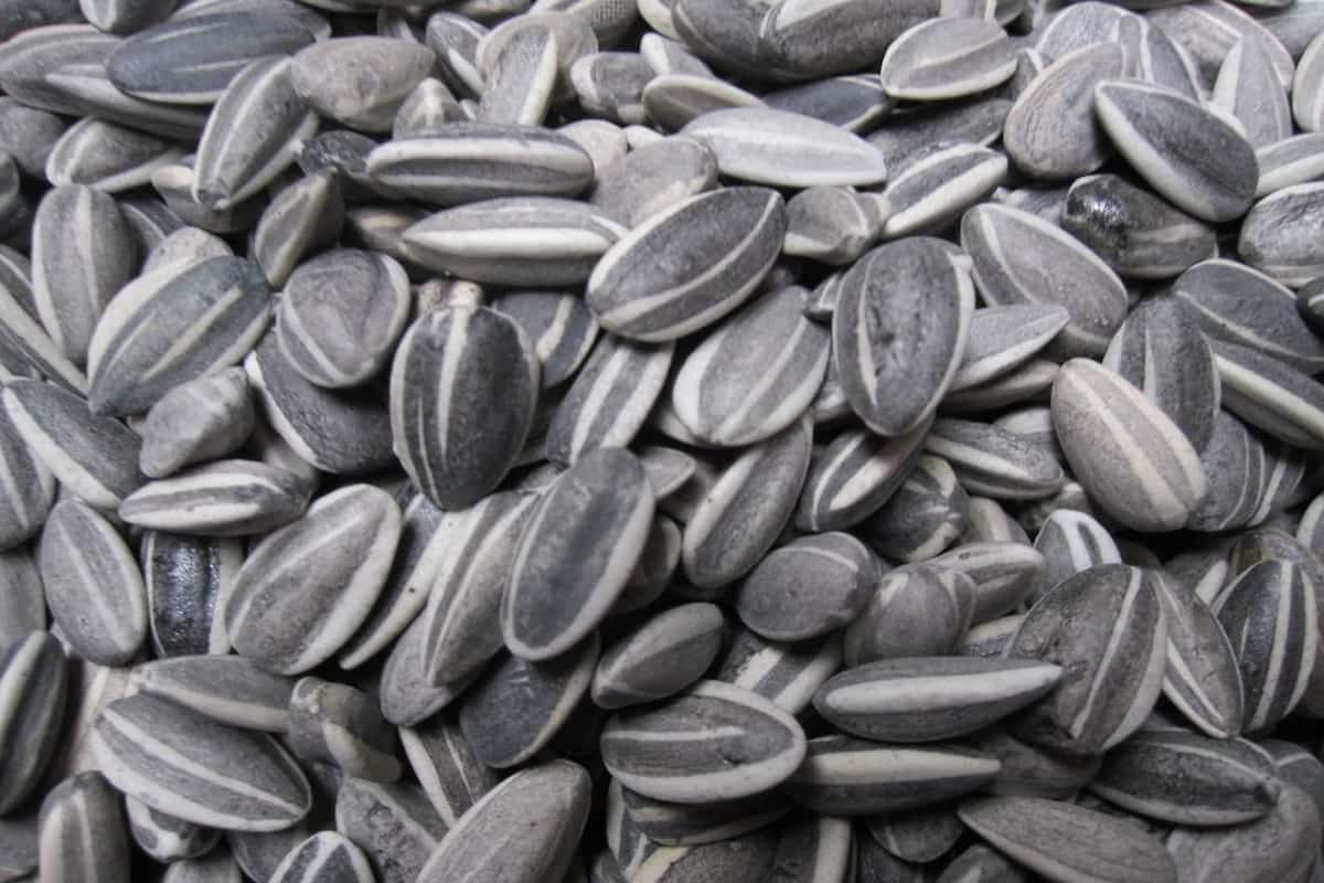 sunflower seeds benefits