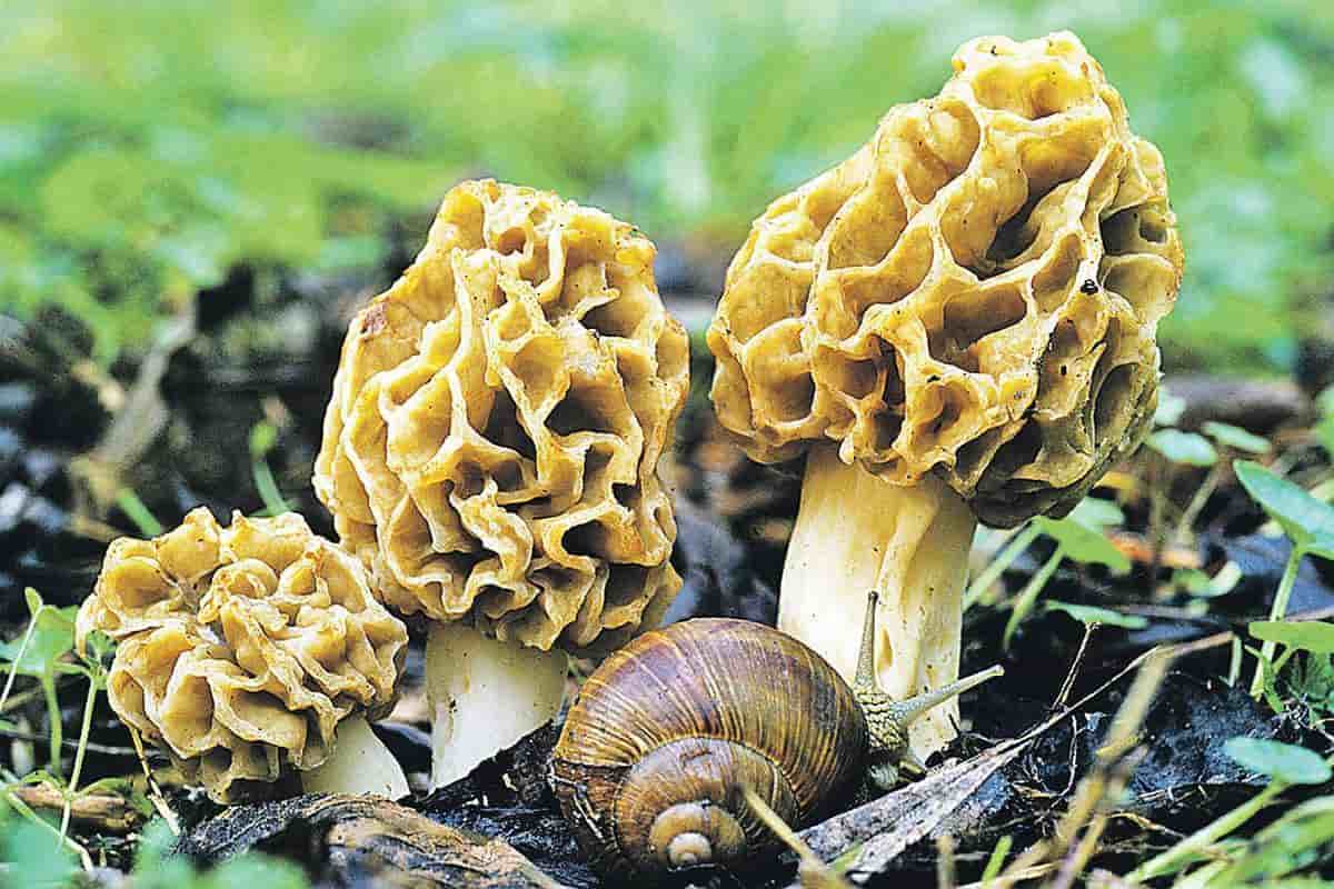 gucchi mushroom rate