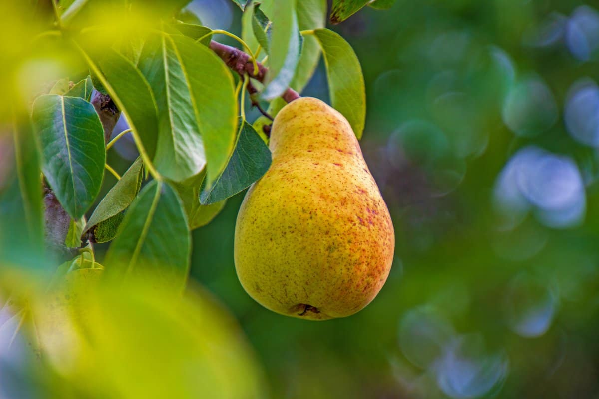 carmen pear tree
