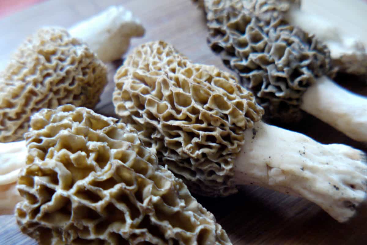 how to eat dried morel mushrooms