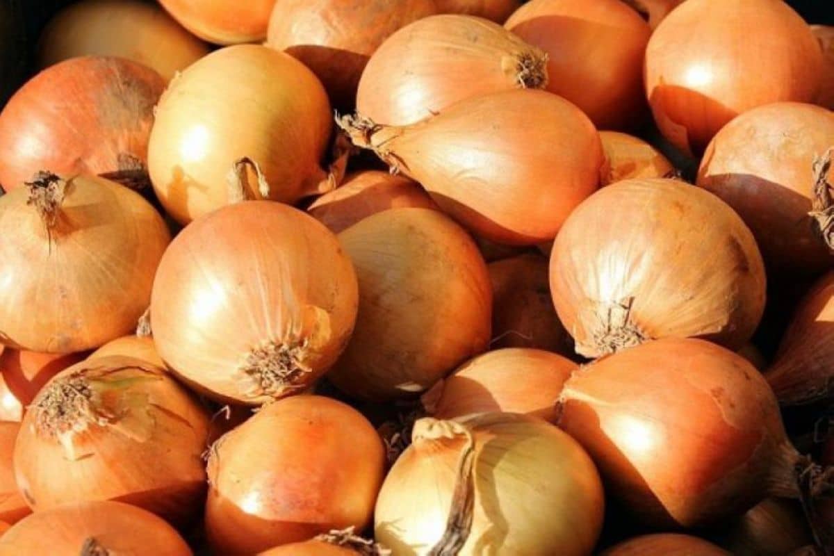 small onion