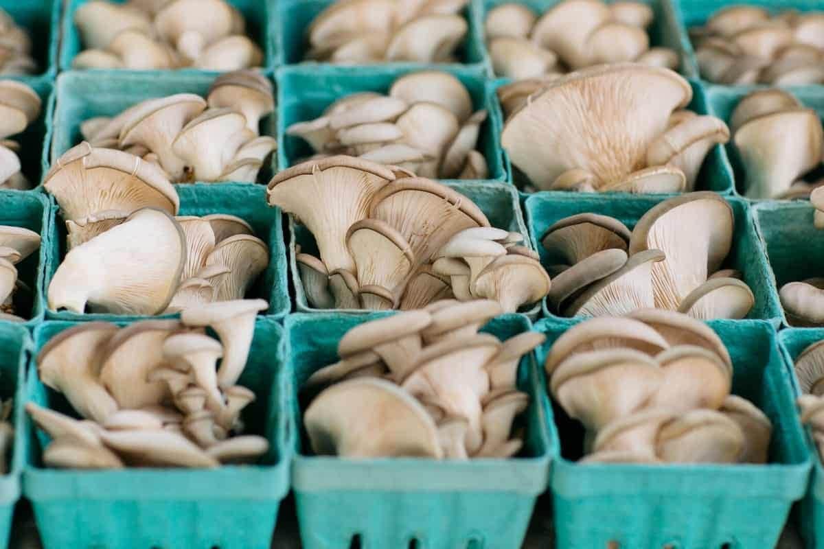 king oyster mushroom nutrition