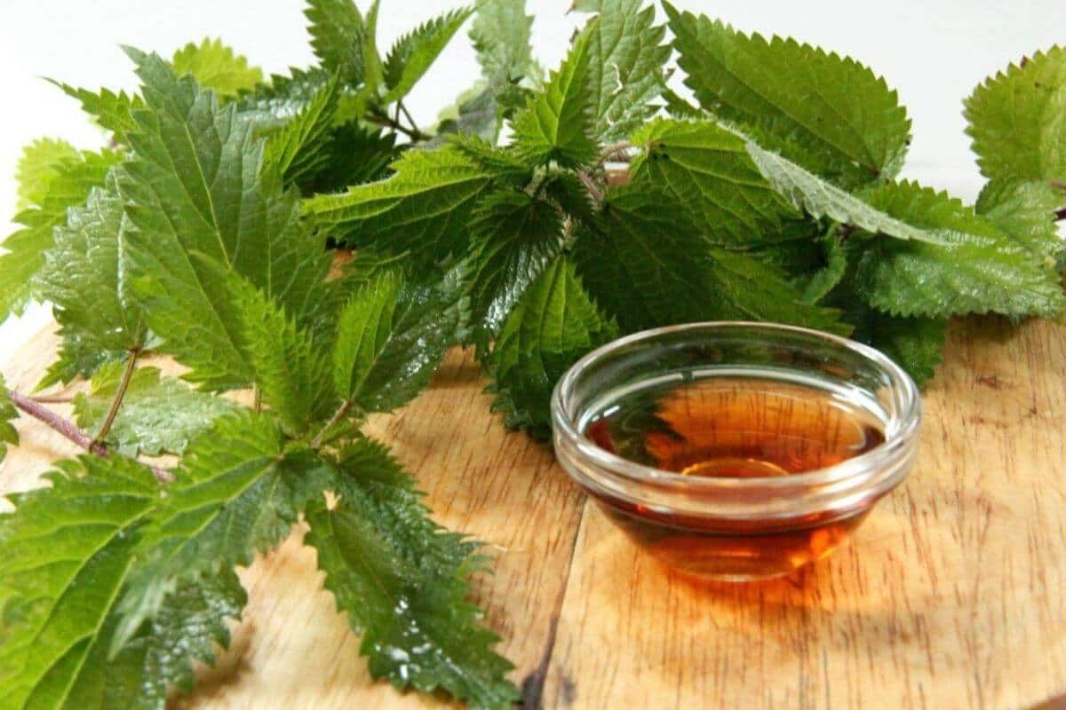 nettle root extract dht