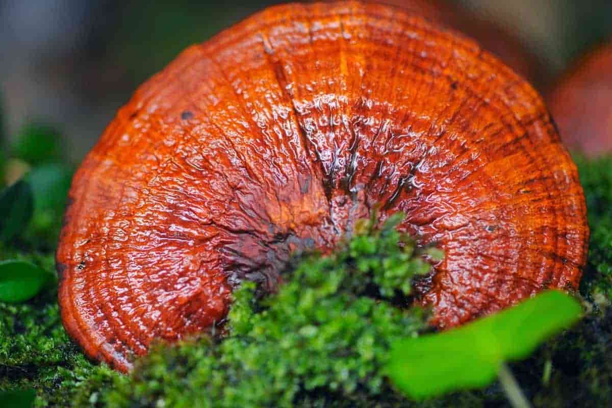 natural ganoderma mushroom