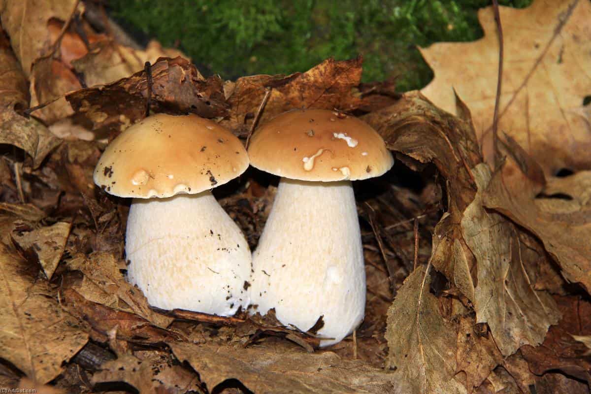 white mushroom 