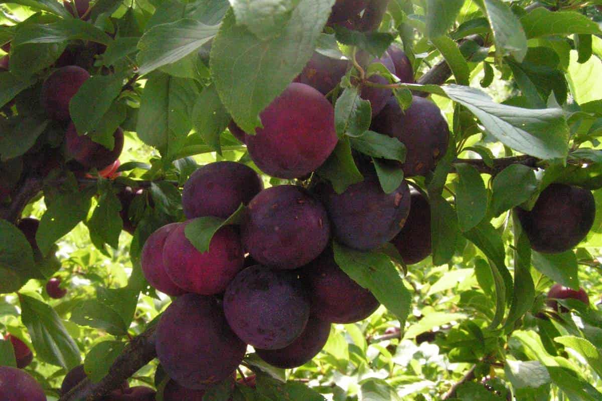 java plum vinegar