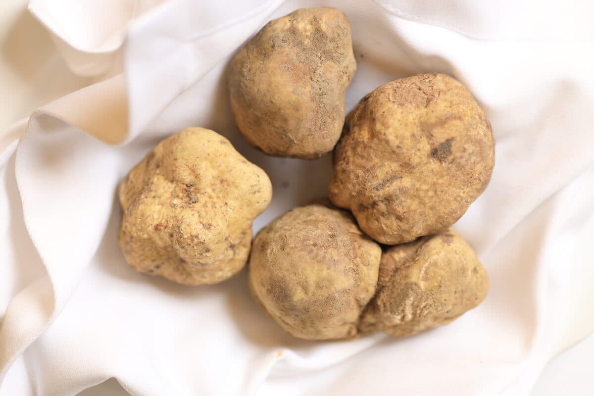 truffle mushroom benefits
