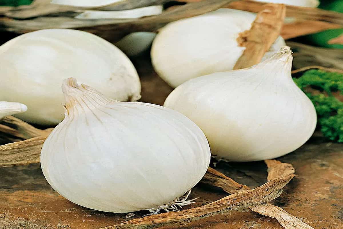 white onion calories