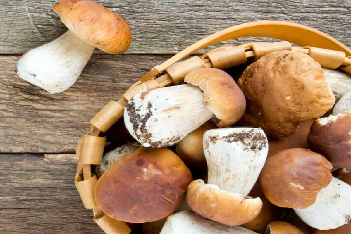 porcini mushrooms coles