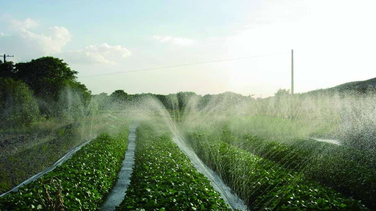 rain hose irrigation