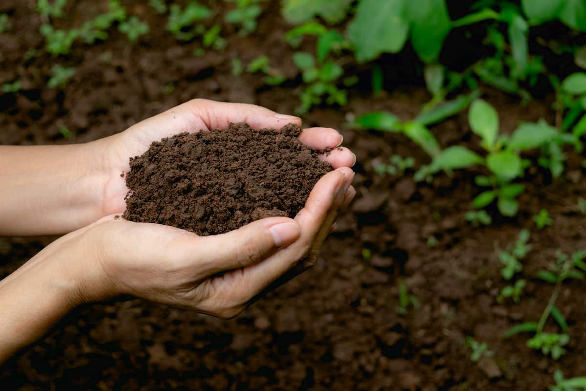 compost fertilizer at home