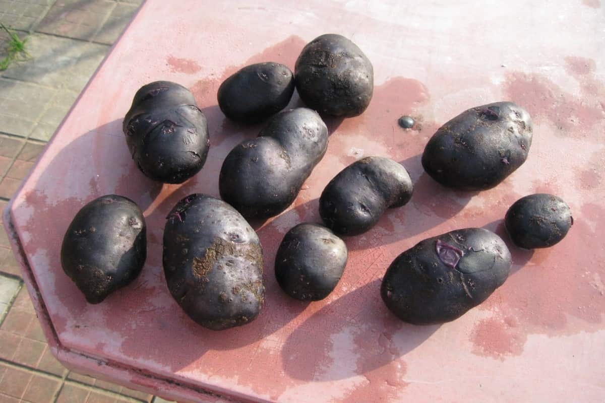 shetland black potato