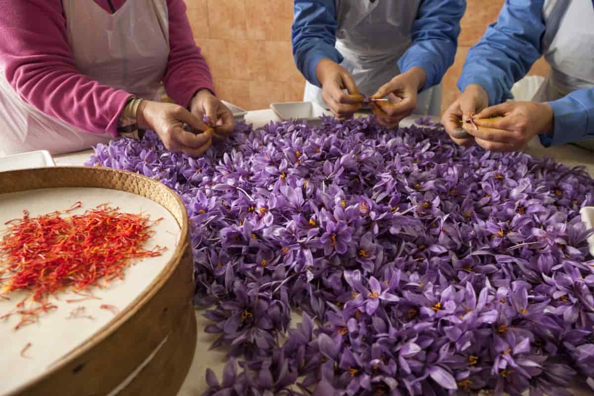 best indian saffron brand