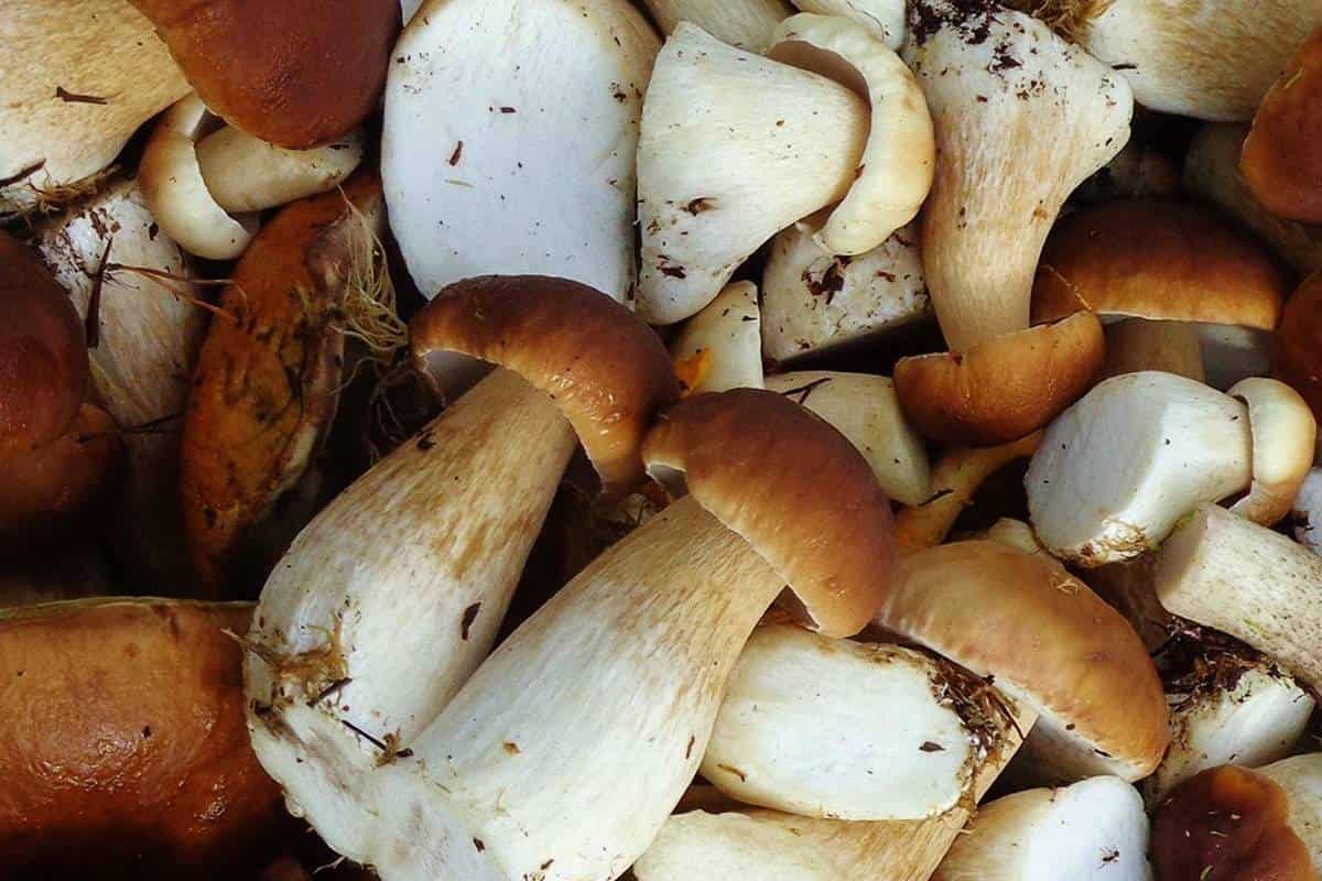 mushroom nutrition