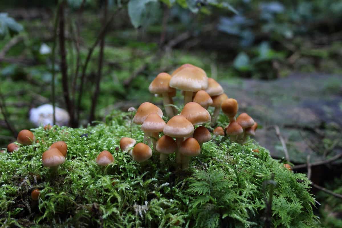 taiwan mushroom benefits