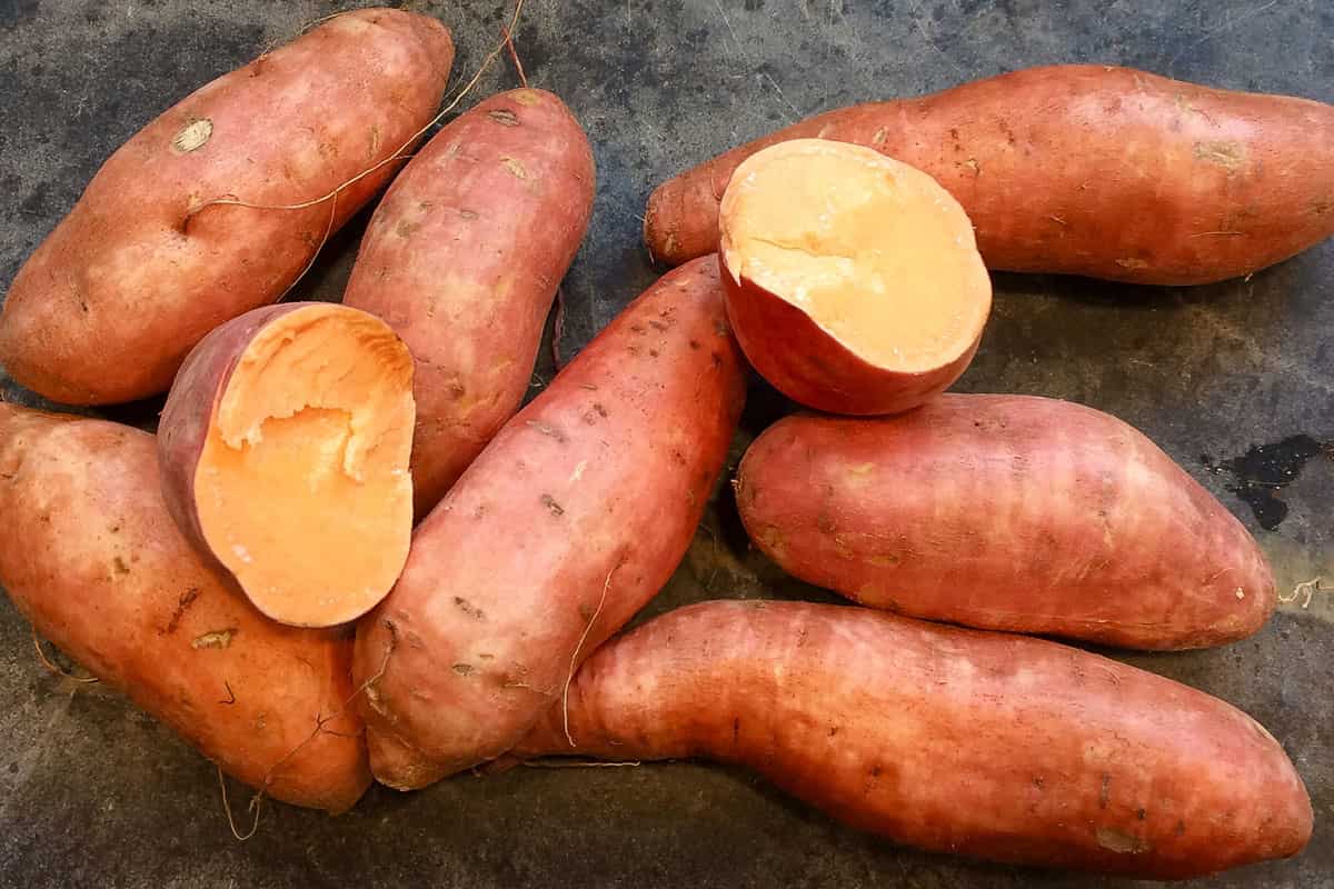 sweet potato plants