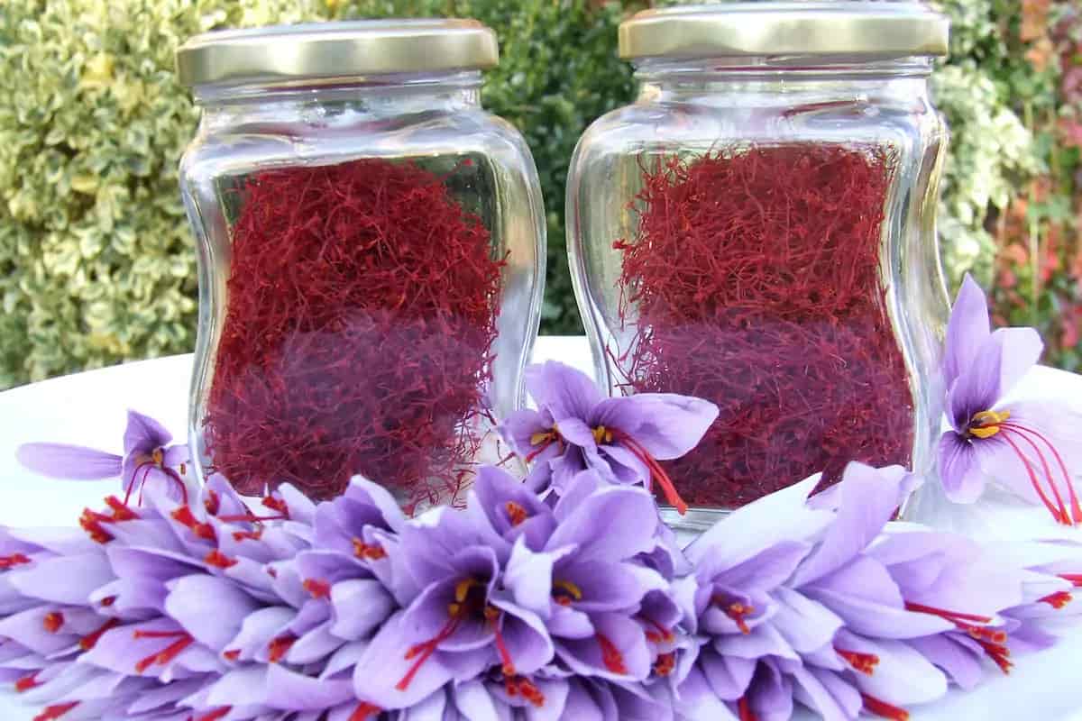 only natural saffron extract