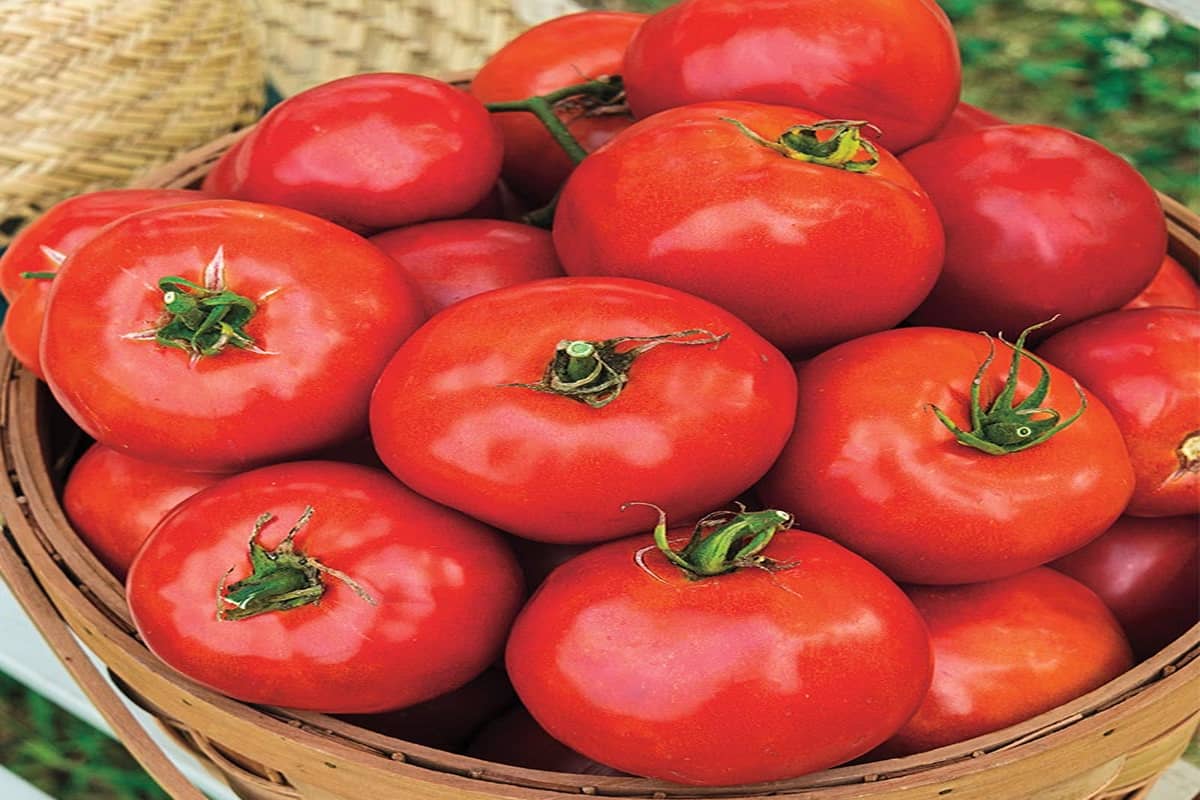 hybrid tomato varieties