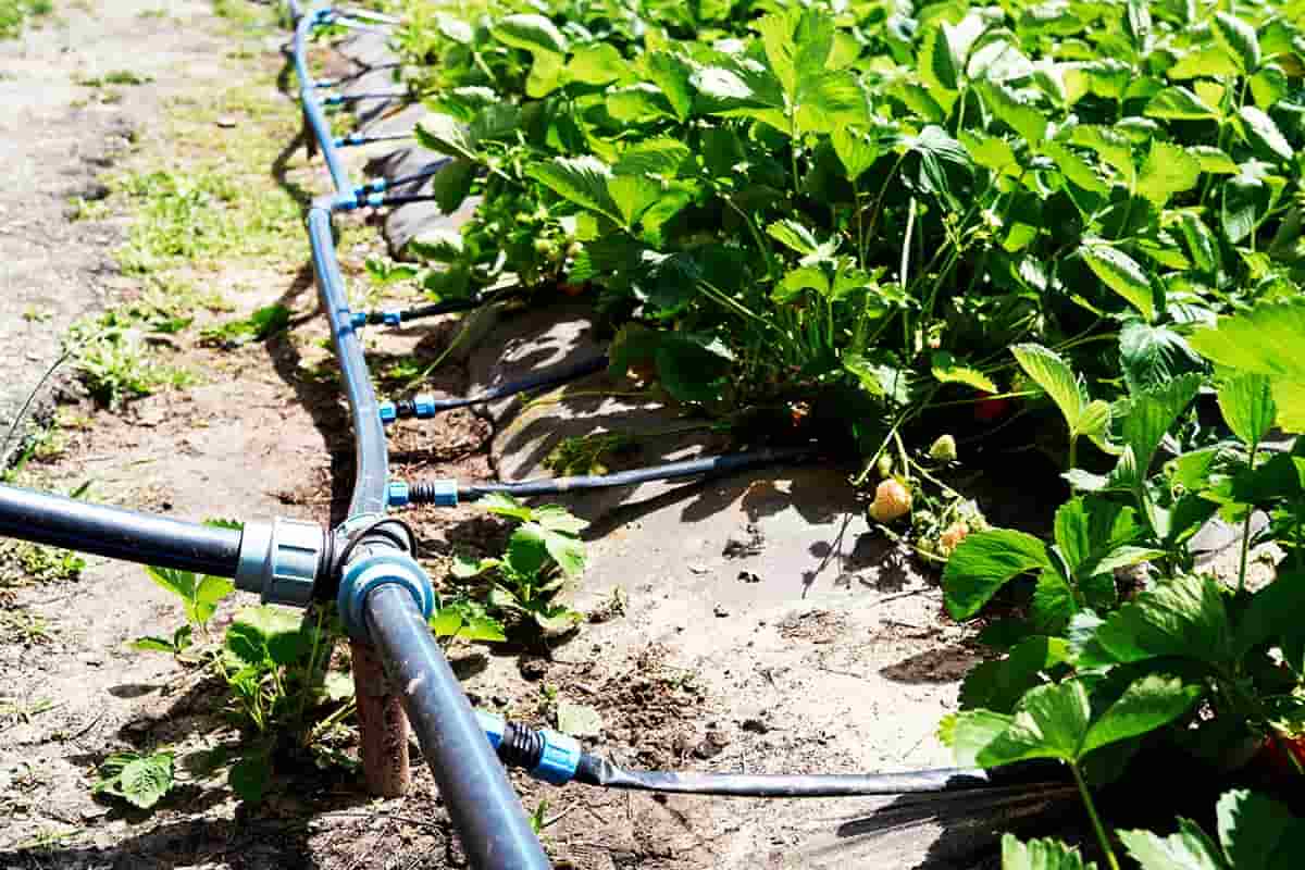 drip pipe irrigation