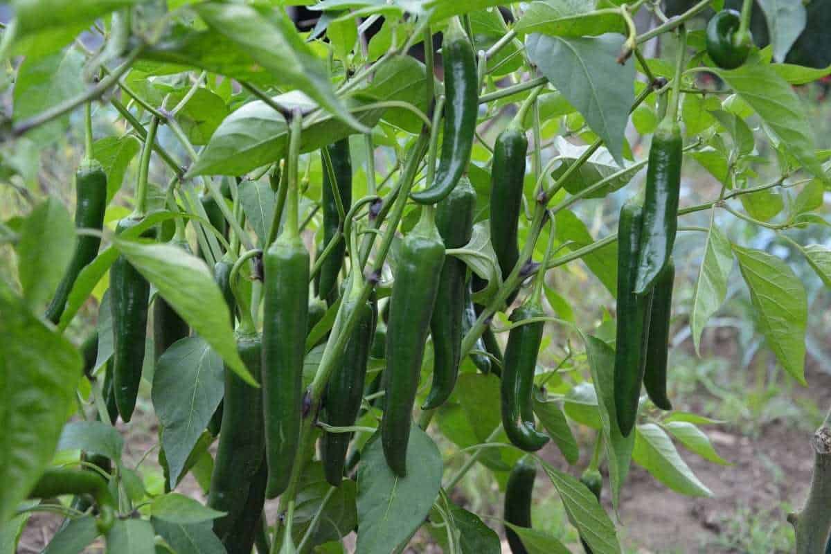 organic green pepper