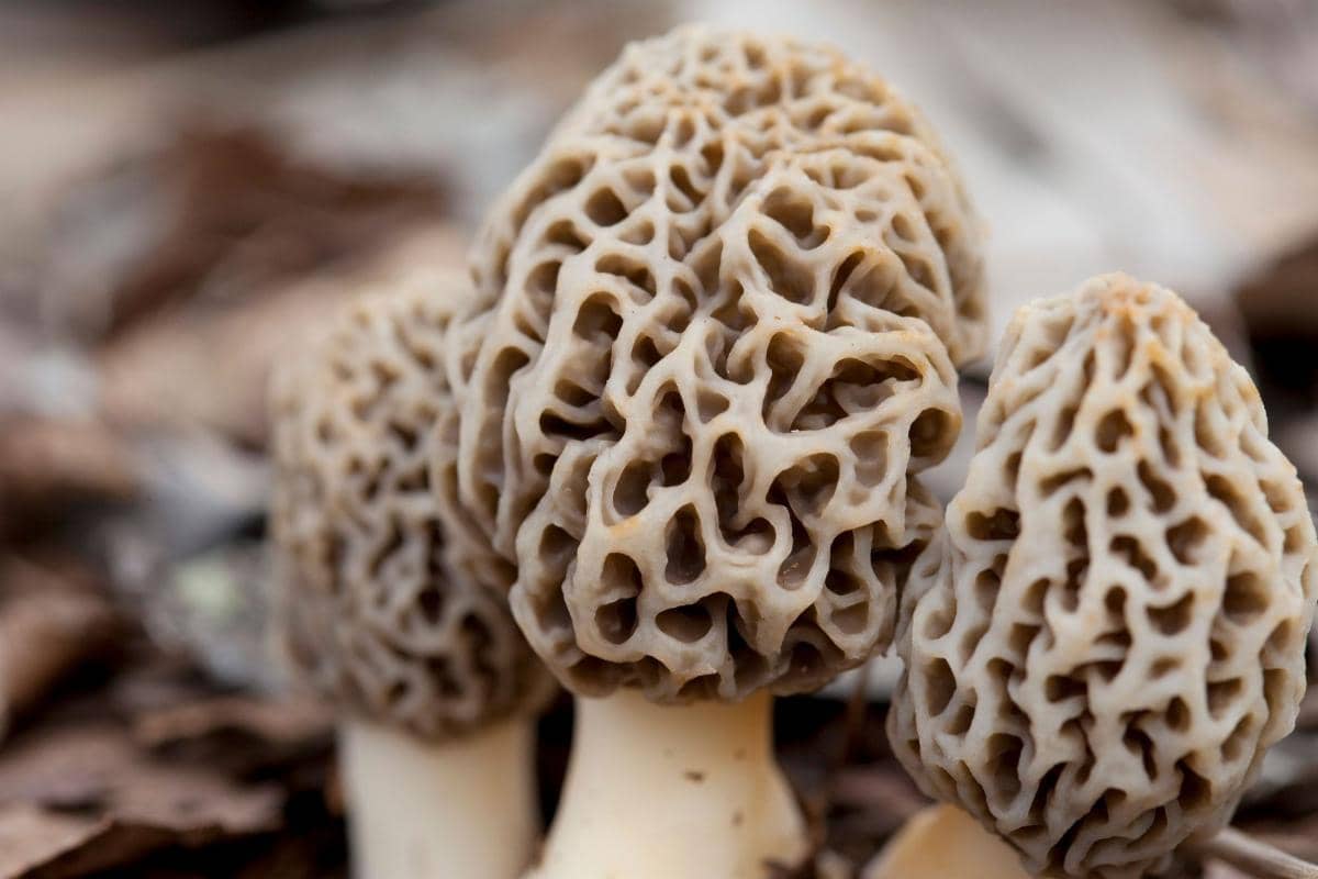 gucchi mushroom australia