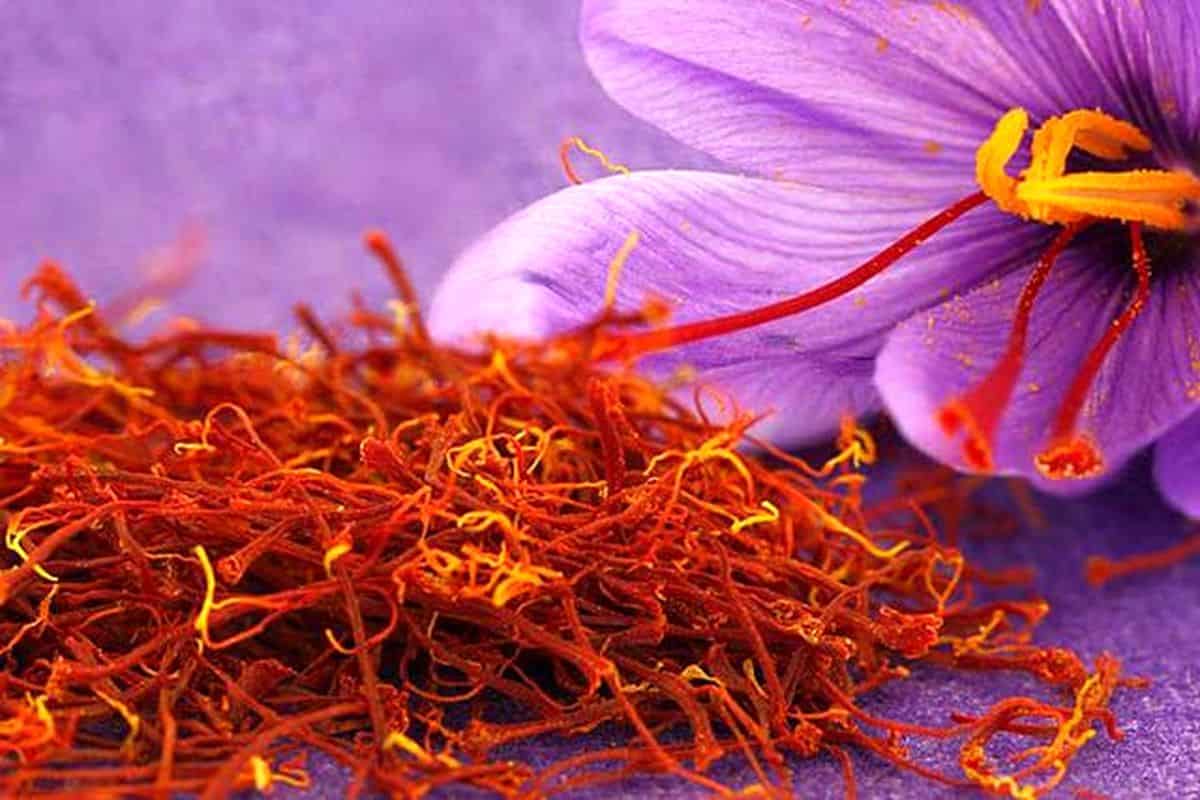 spanish saffron