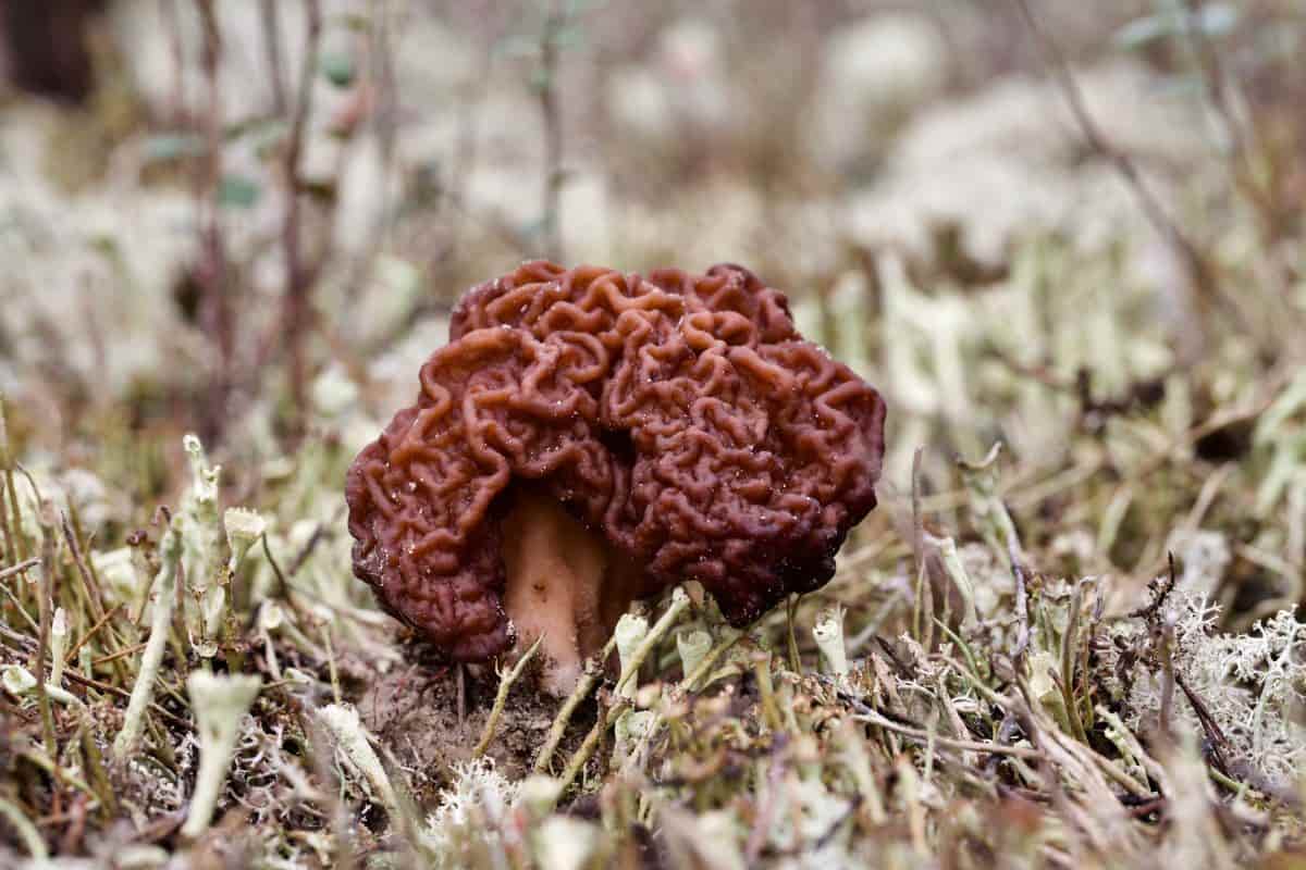 morel mushroom taste