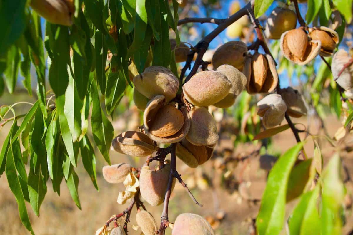 mamra almond tree