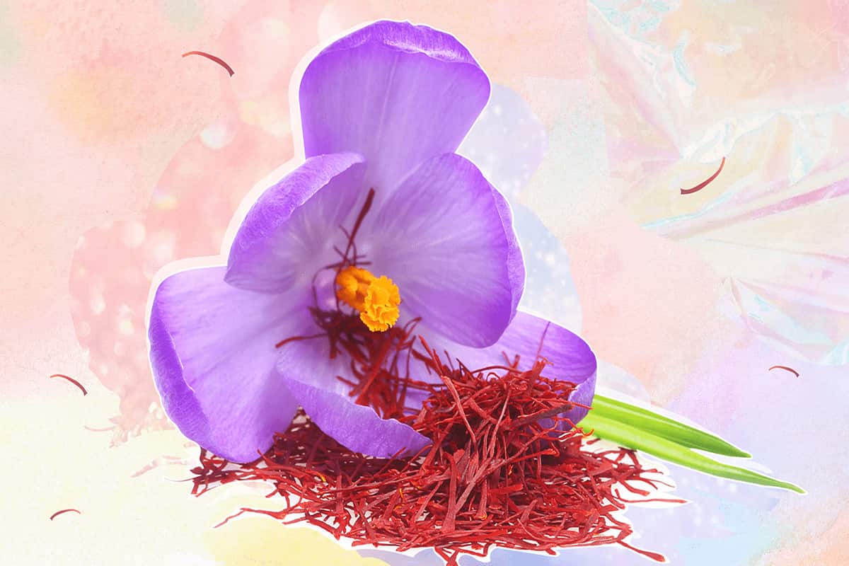 turkish saffron vs iranian saffron
