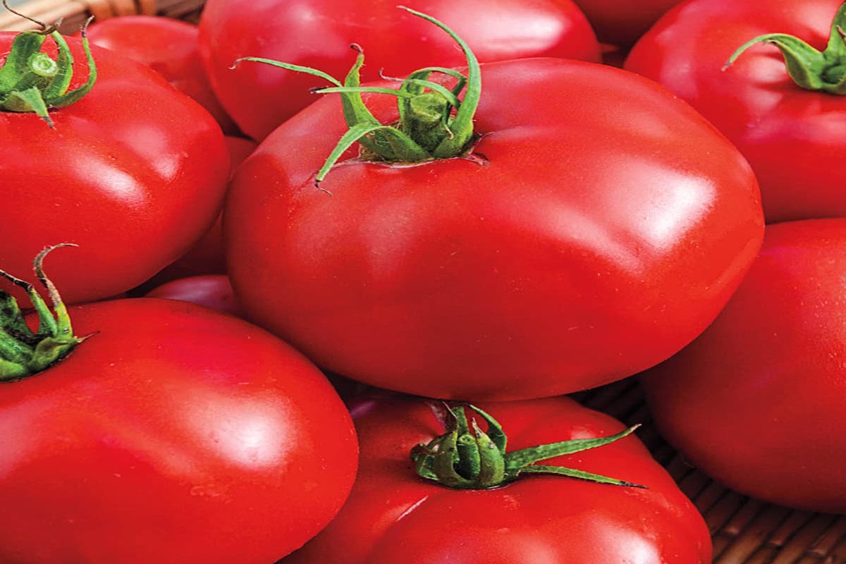 hybrid tomato seeds