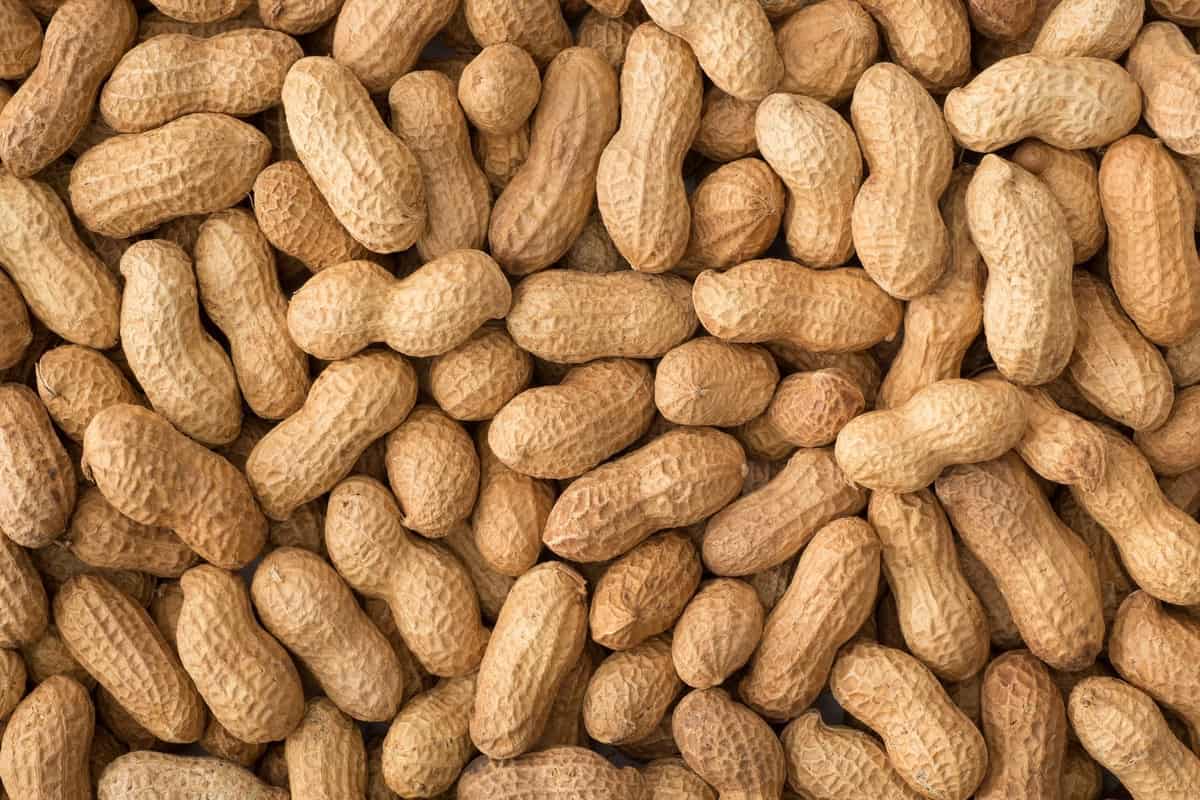 peanuts in shell