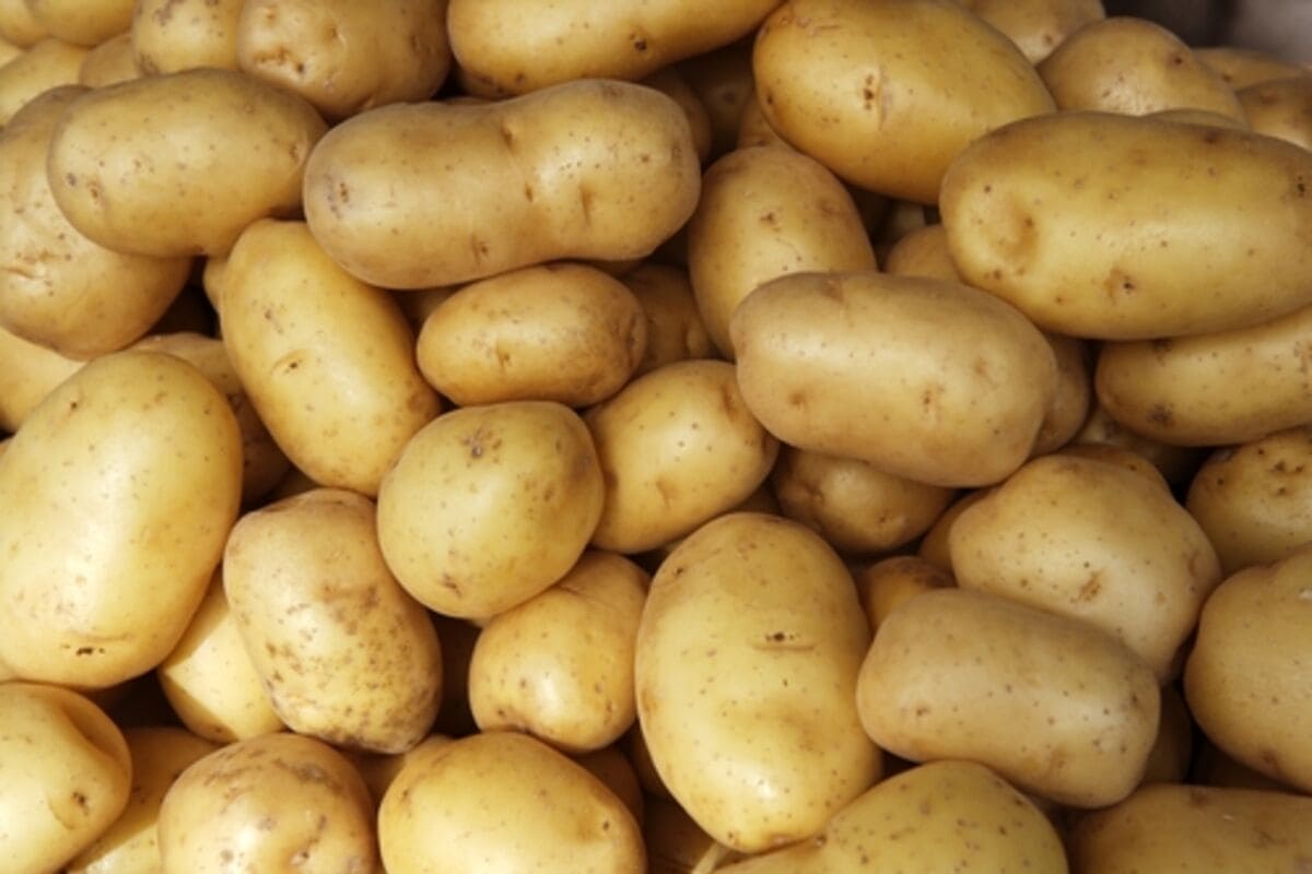 india potato news