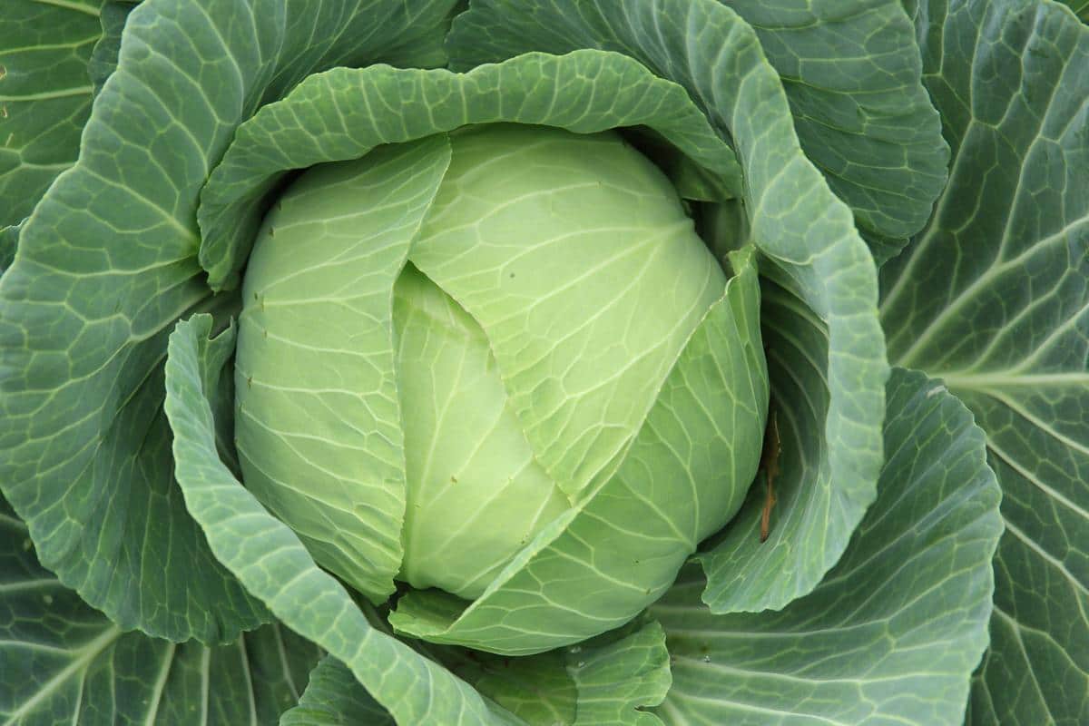 green cabbage kimchi