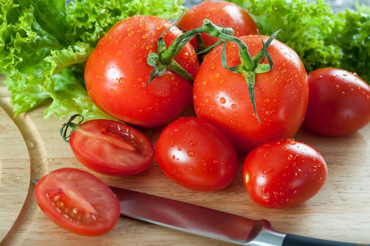 fresh tomatoes 