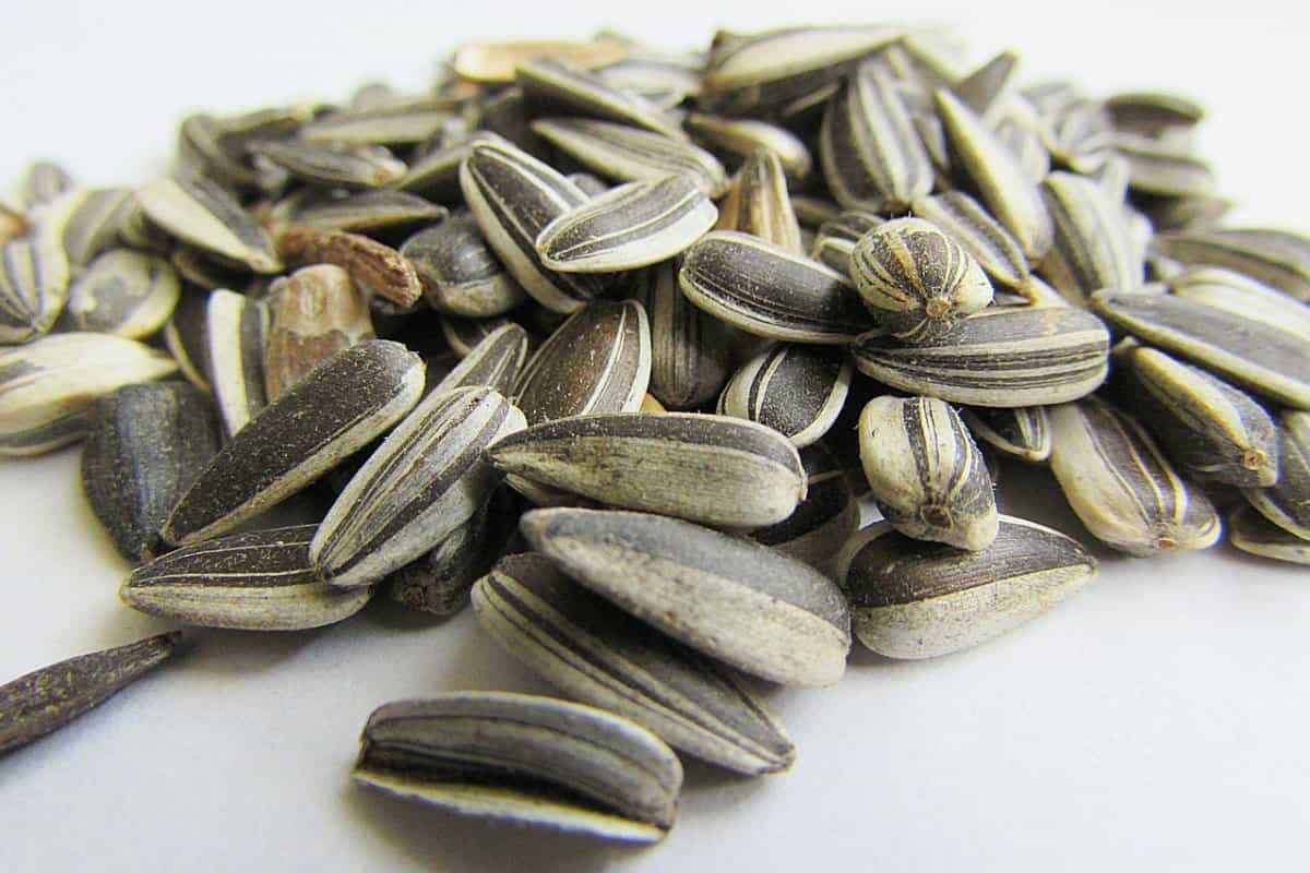 sunflower seeds type 361