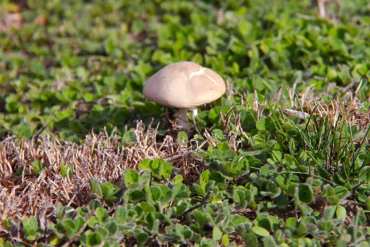jolly mushroom pack