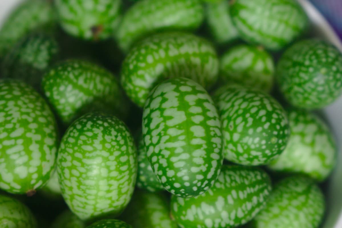 selenium gherkin cucumber