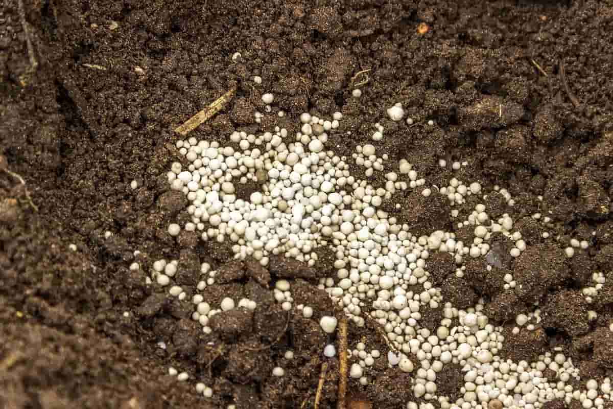 soil nitrate fertilizer