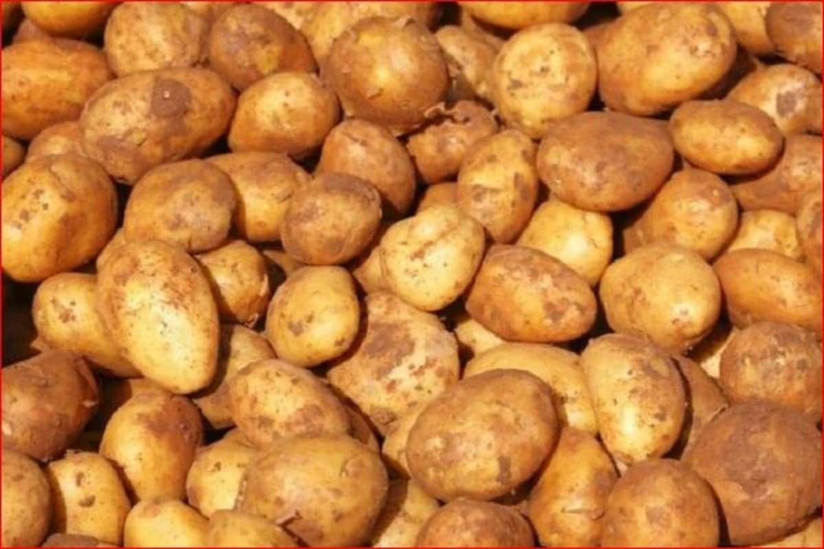 potato cold storage