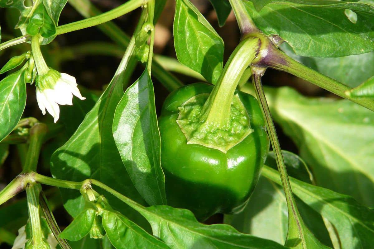 green cayenne pepper uses