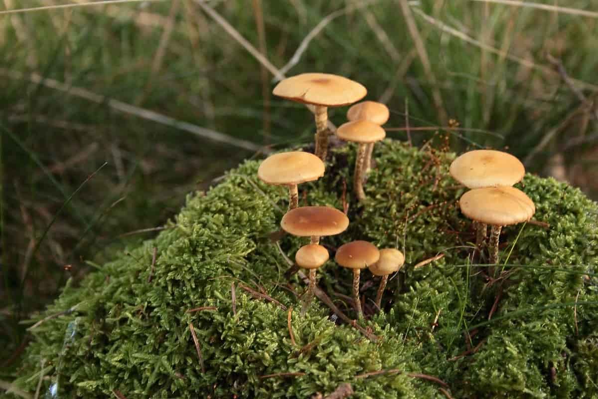 enoki mushroom walmart