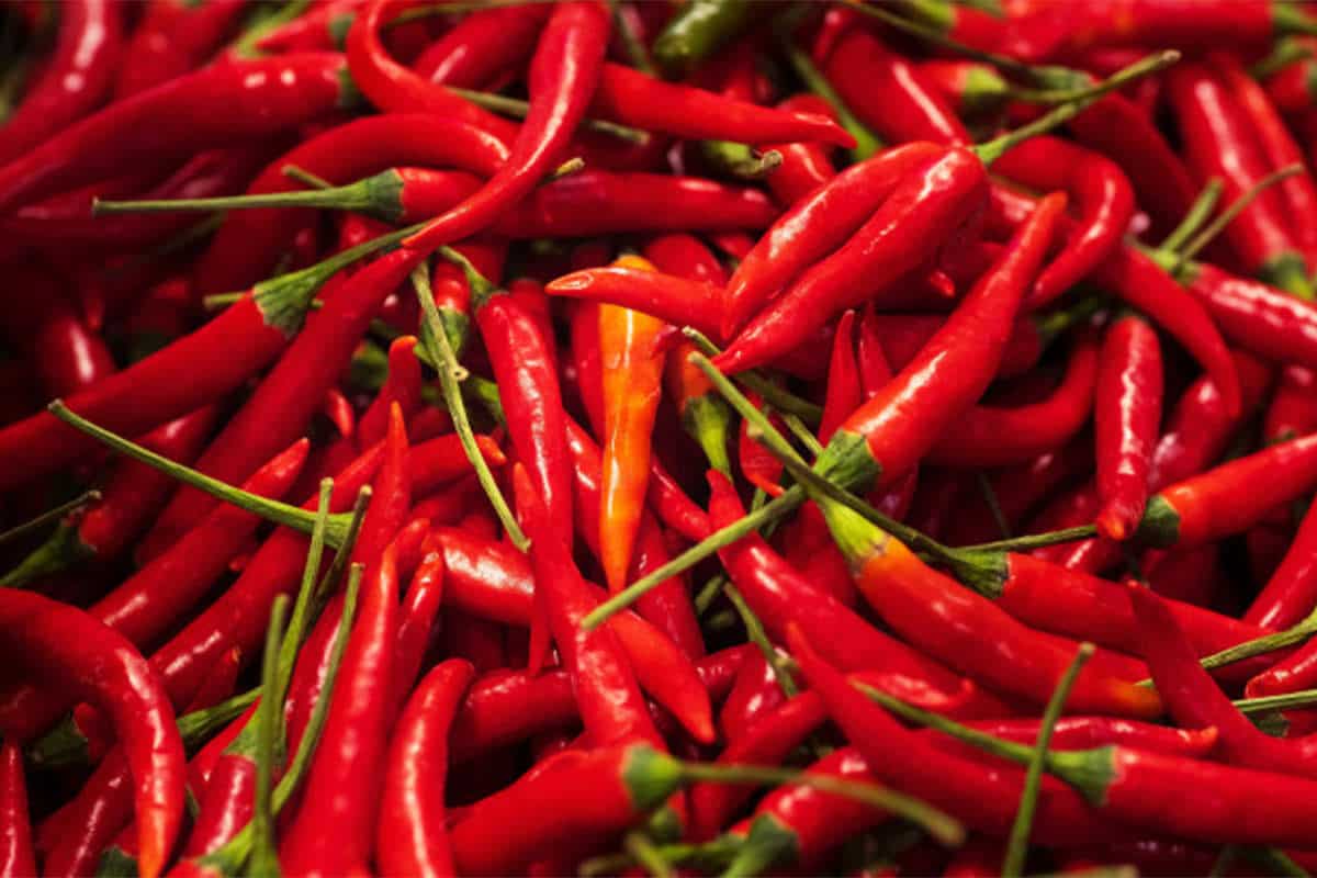 hottest Chili Pepper