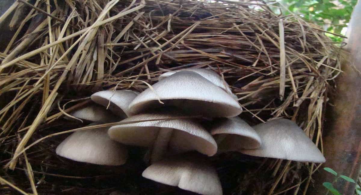 straw mushroom benefits