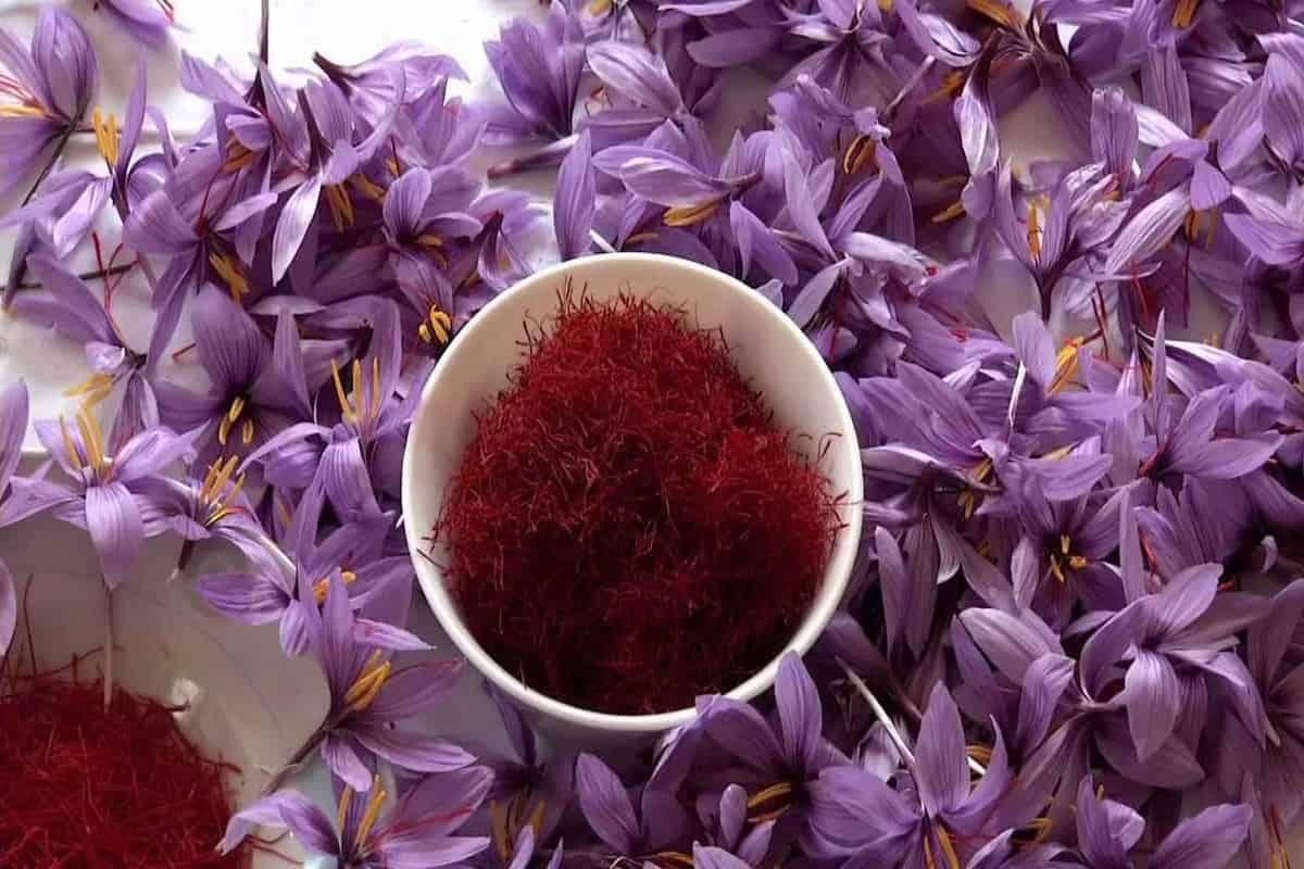 original iran saffron