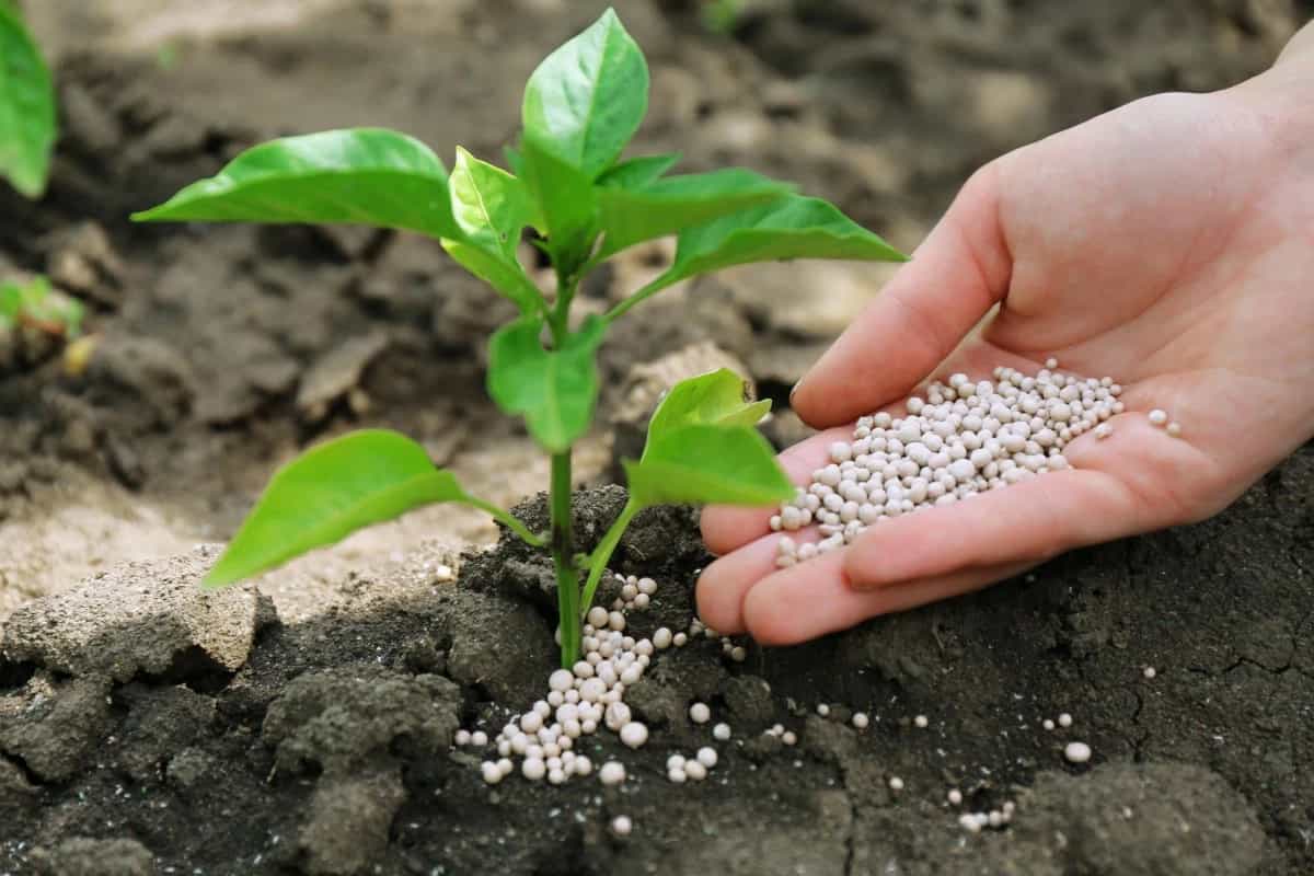 muriate of potash fertilizer