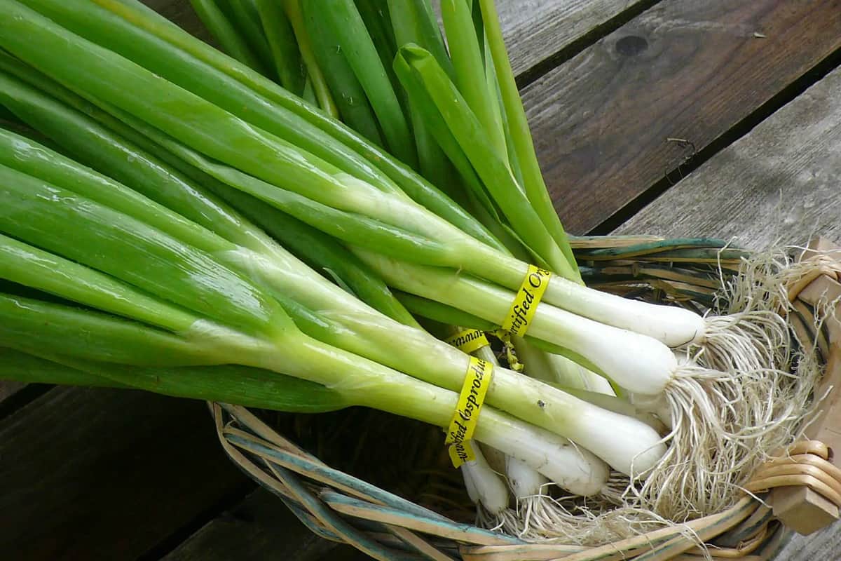 spring onion substitute