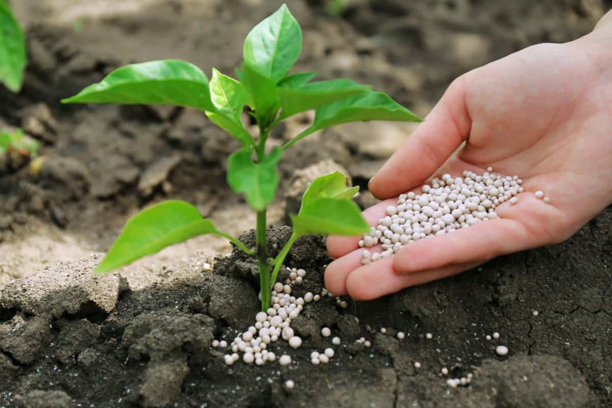 potash fertilizer