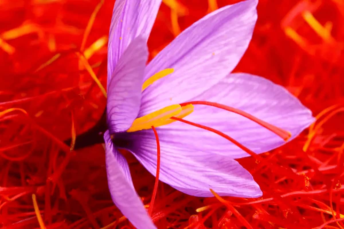 spanish saffron vs iranian saffron