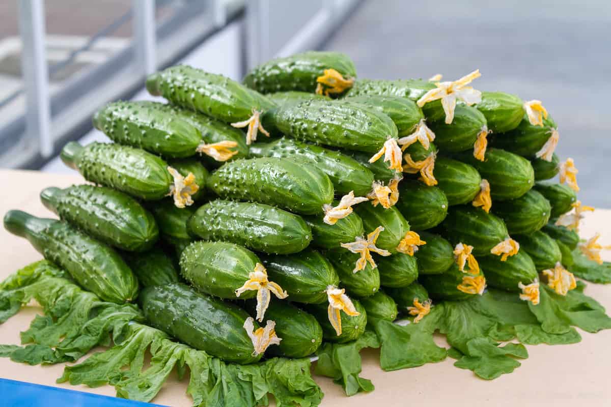 japanese cucumbers